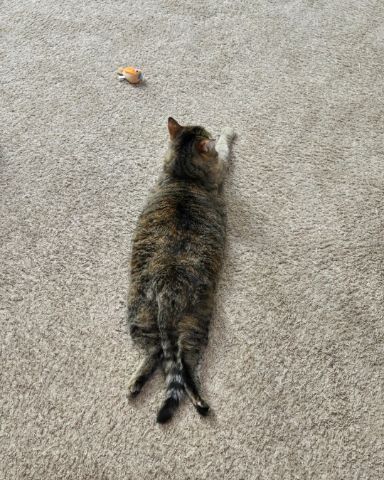Cute tabby named Lucy