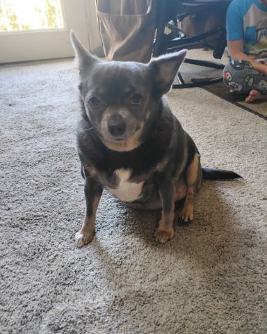 Cute Chihuahua named pebbles