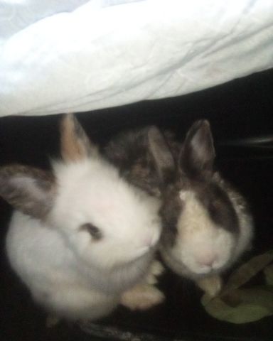 Cute rabbit named stormy and Lola bunny