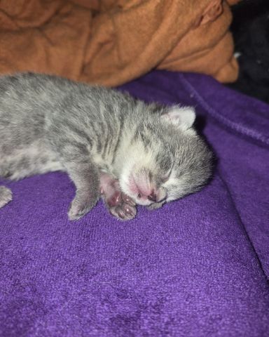 Cute Domestic Shorthair named Ashe [and her babies]