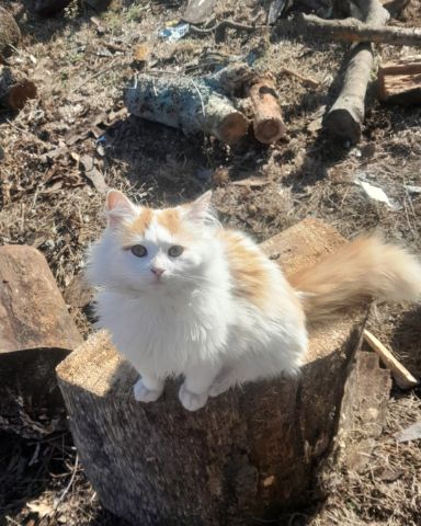 Cute idk named Carmel
