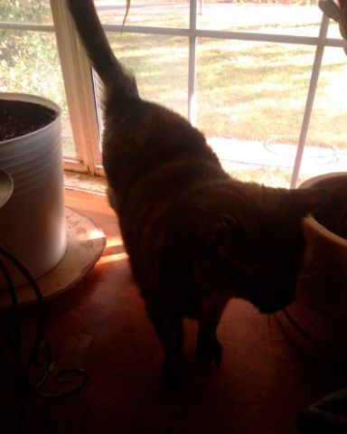 Cute tortoise cat named alora
