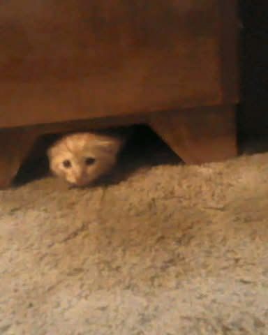 Cute tabby named Tiger