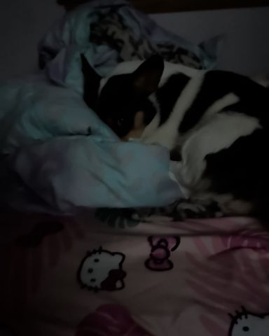 Cute Paran Brook Corgi named hazel