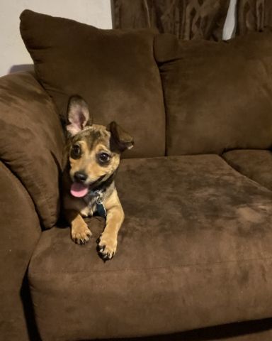 Cute dog named joy
