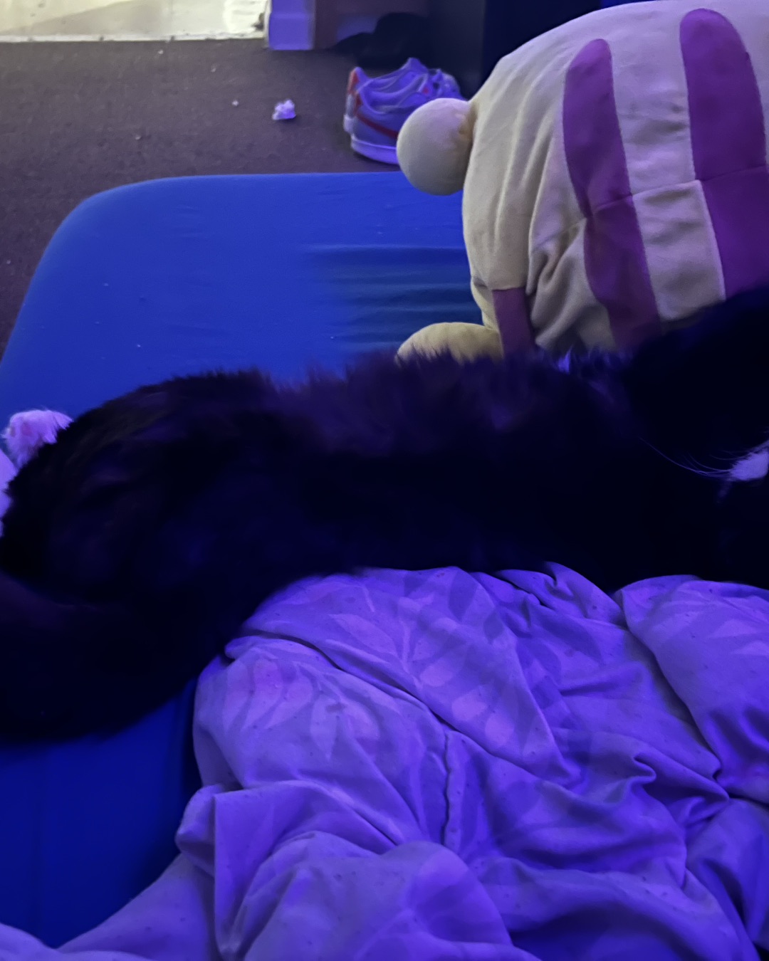 Cute cat named Oliver Bean