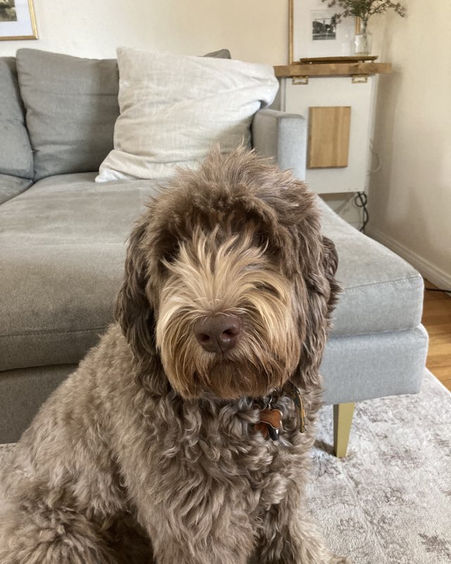 Cute dog named Poppy