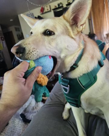 Cute Labsky named Bella