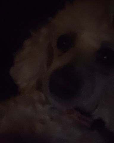 Cute teddy bear named Zoe