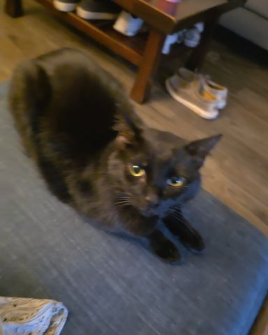 Cute Bombay Black Cat named Binx Rae