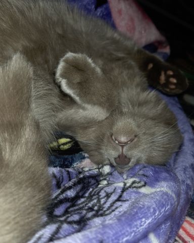 Cute cat named Chino
