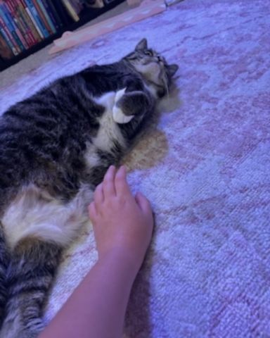 Cute American Shorthair named Ghostie (a.k.a. Jude)