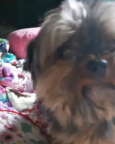 Cute Yorkie named Sadie May