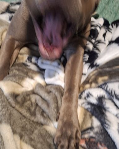 Cute pitbull named violet