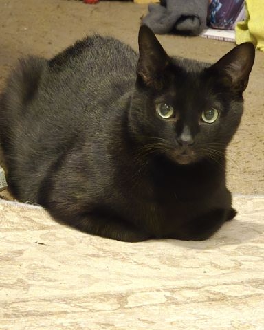 Cute cat named Binx