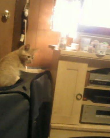 Cute tabby named Tiger
