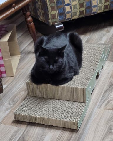 Cute cat named Balerion