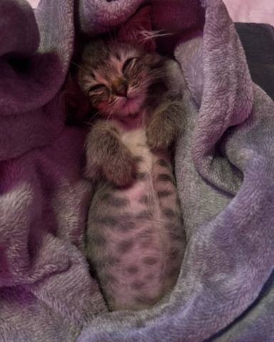 Cute Domestic Mediumhair Tabby named Bash, Bashy, Bashy-Boy, BashMcTash