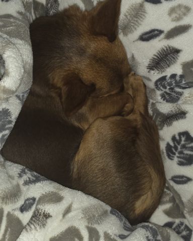 Cute doxie corgi named Scooter