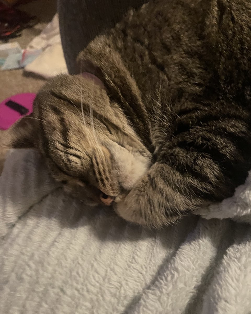 Cute cat named ReyRey