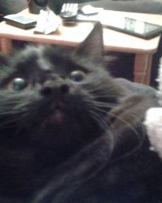 Cute Unsure named Sylvester