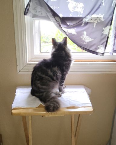 Cute cat named Yeti Freddie