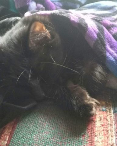 Cute Unsure named Sylvester