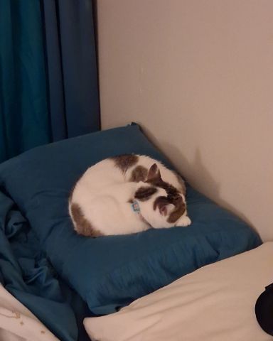 Cute cat named Babie Girl