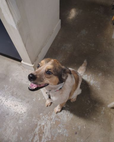 Cute Australian Shepherd Mix named Chester