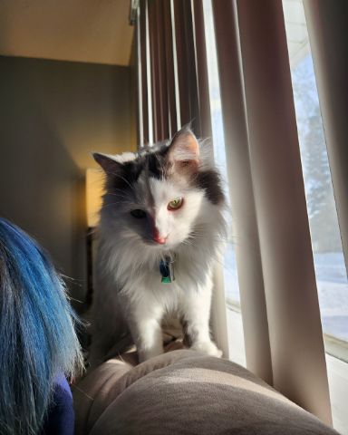 Cute cat named Twinkie