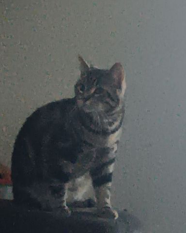 Cute taby named Hermes