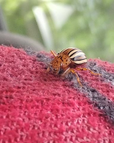 Cute False Potato Beetle named Tater