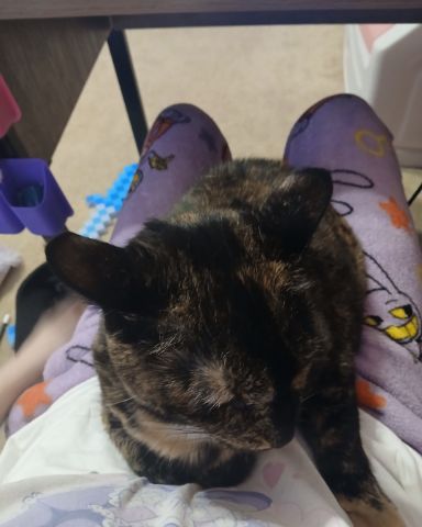 Cute tortoise shell (tortie) named Sprinkles