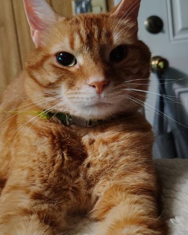 Cute Ginger named Harry