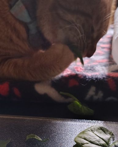 Cute Ginger named Pumpkin