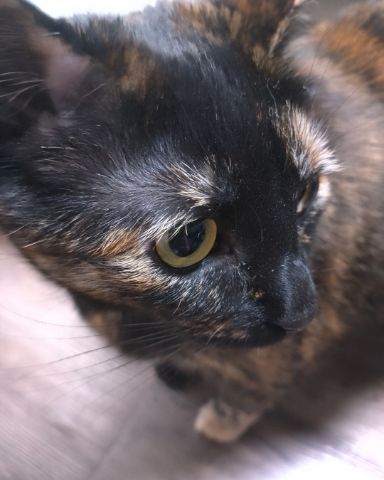 Cute American Shorthair named Candy (a.k.a. Angie)