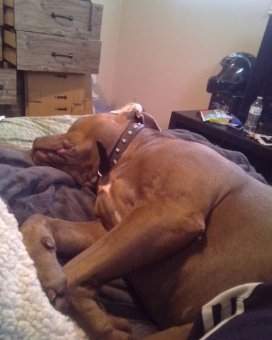 Cute pitbull named sleepy baby