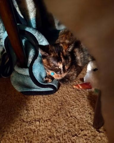 Cute cat named Gizmo