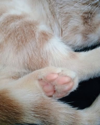 Cute orange cat named Aphrodite
