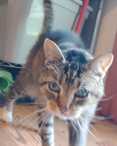 Cute Egyptian Tabby named Shadow