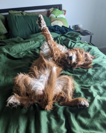 Cute Mix named Pretty Penny