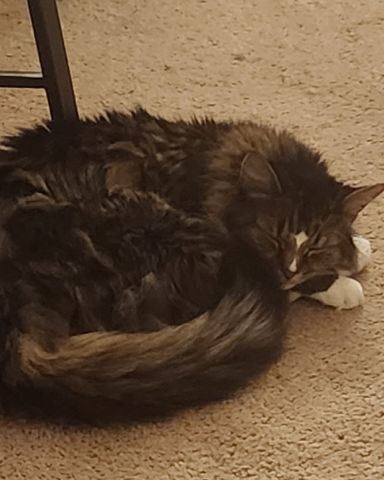 Cute cat named Jordan