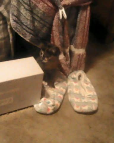 Cute cat named Gizmo