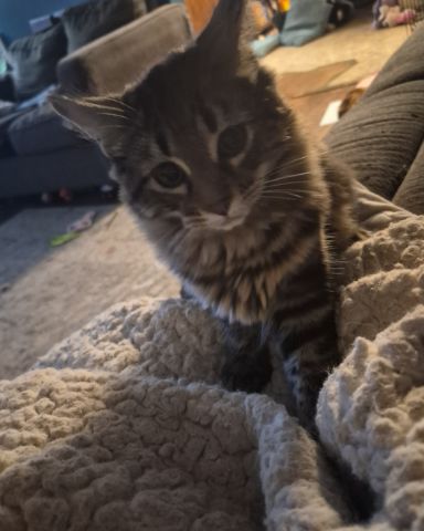 Cute Domestic longhair named Noodle