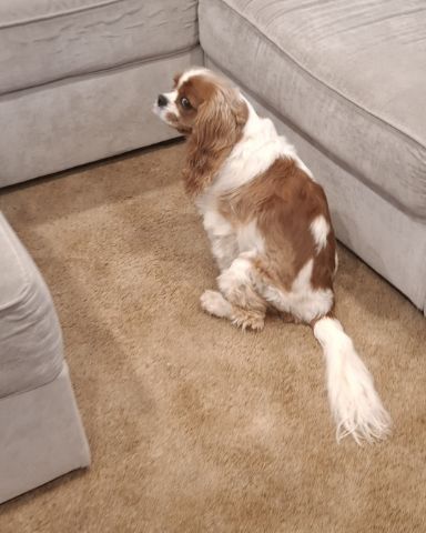 Cute Cavalier King Charles Spaniel named Arya