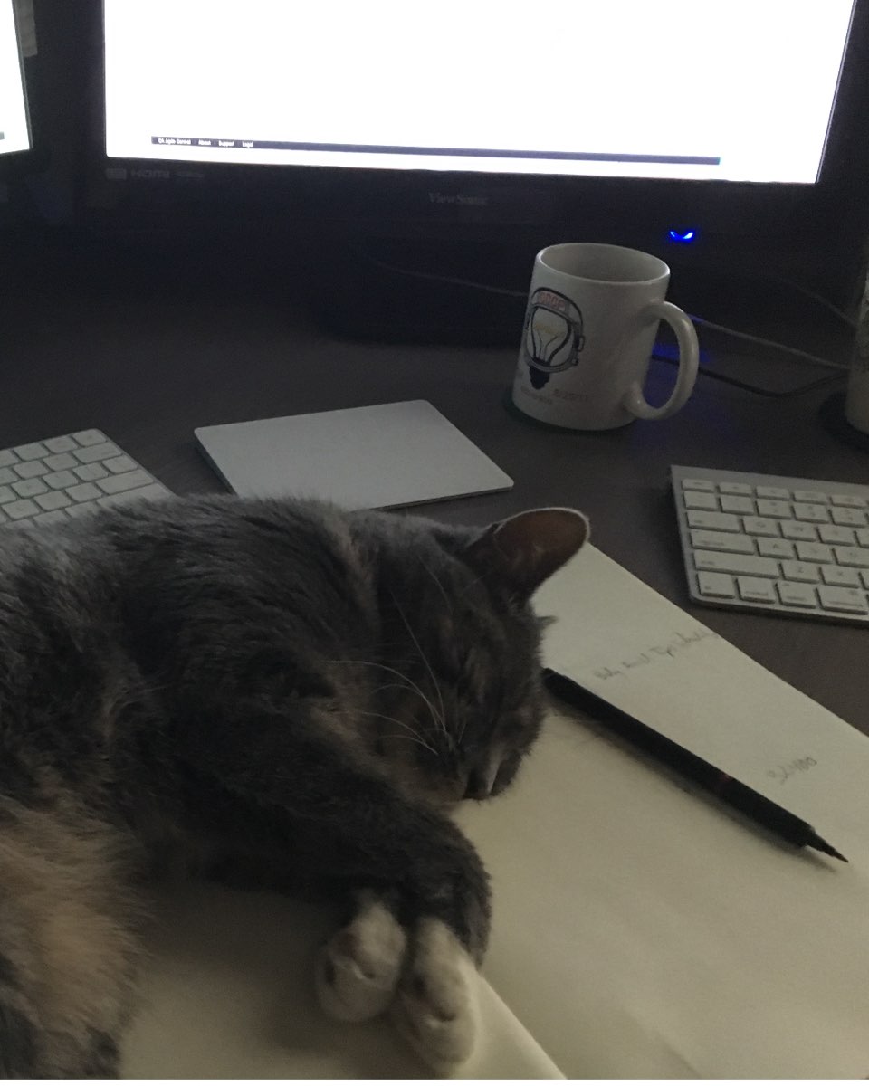 Cute cat named Betty