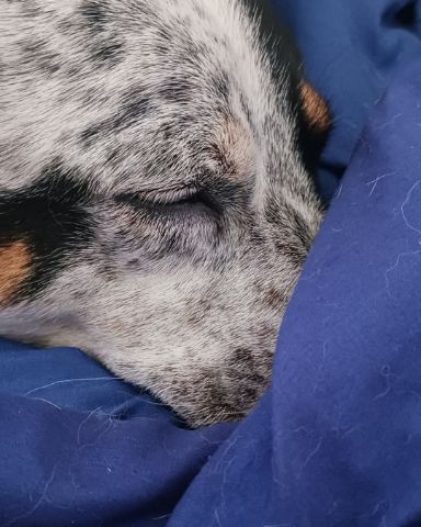 Cute blue heeler named river