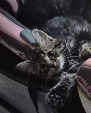 Cute cat named Noodle