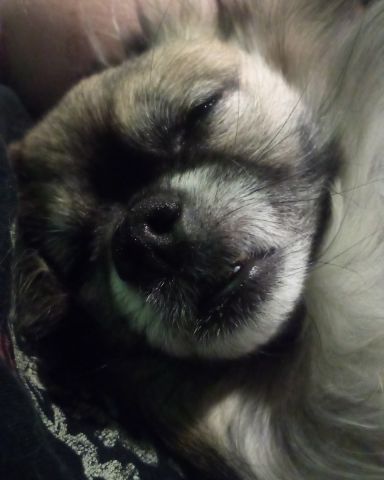 Cute Long Haired Chihuahua named Rocko