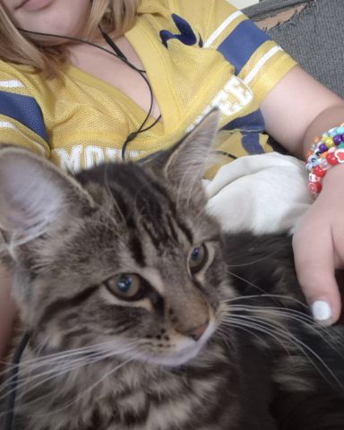 Cute cat named Noodle